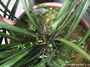 兰花姐姐最新爆料,娱乐圈幕后真相大曝光！  第2张